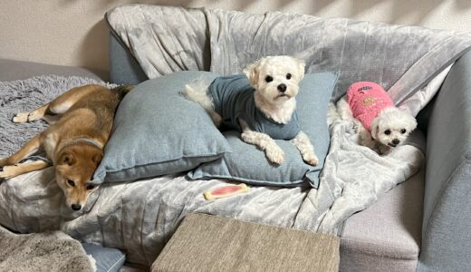 晴天の休日、愛犬たちと一緒に楽しいひととき