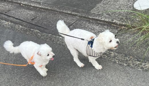 幸、術後3カ月検診に行きました