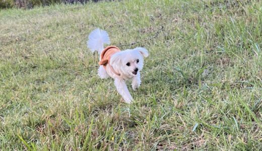 秋の味覚と元気いっぱいのお散歩日和