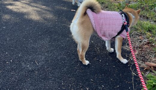 年末年始を振り返って、そして今日のこと