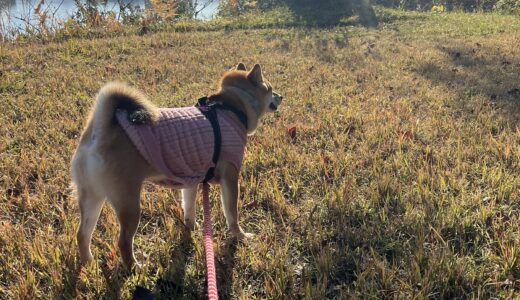 インフルエンザから復活！久しぶりの“みんなで散歩”