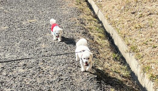【僧帽弁閉鎖不全症 手術から1年】穏やかな三連休