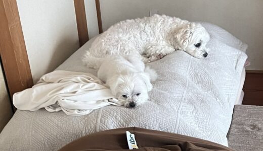 9連休のお盆休み。ワンコたちとのんびり過ごす時間と、突然の出来事